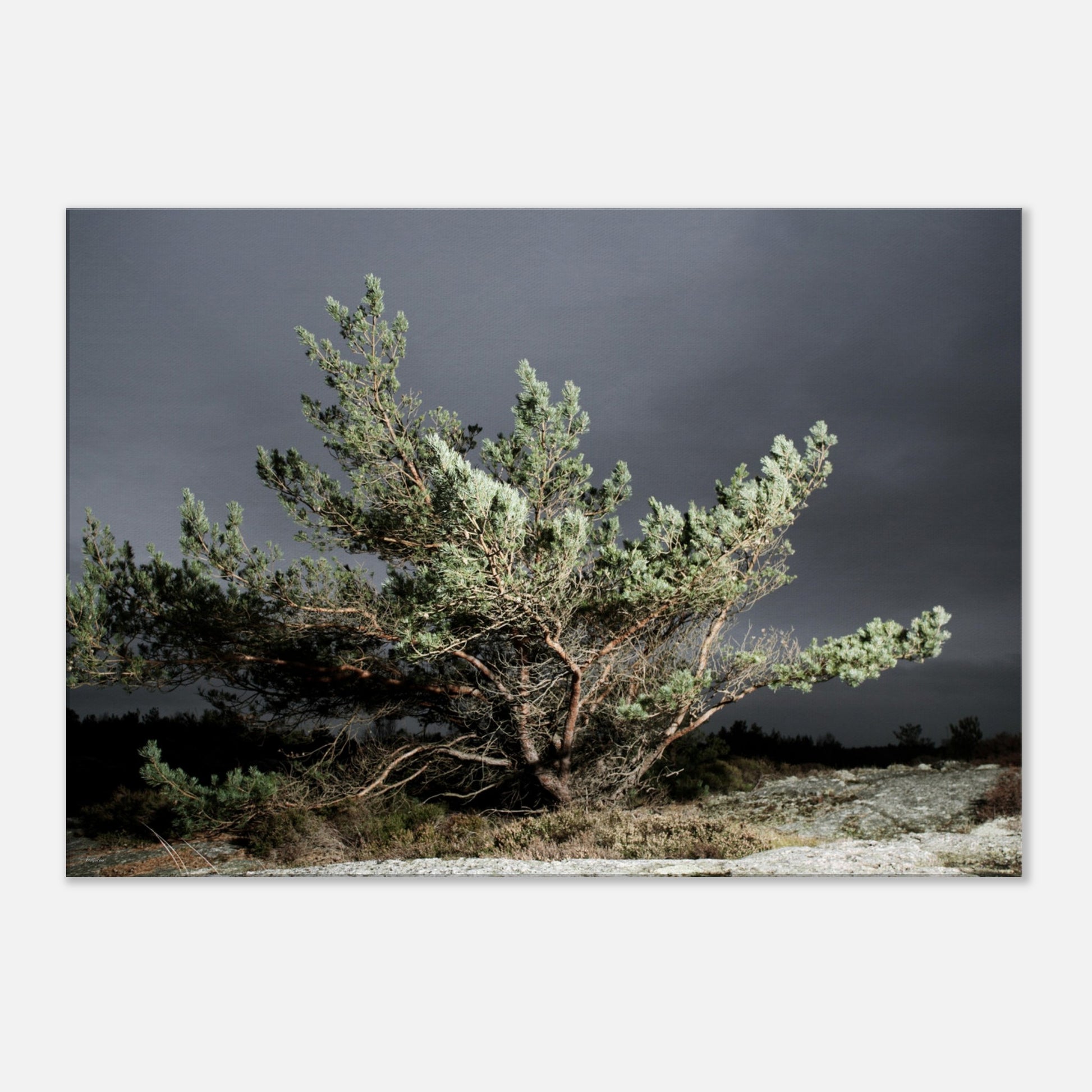 03ed3476-8daa-44c6-bb74-fa2eeca21877