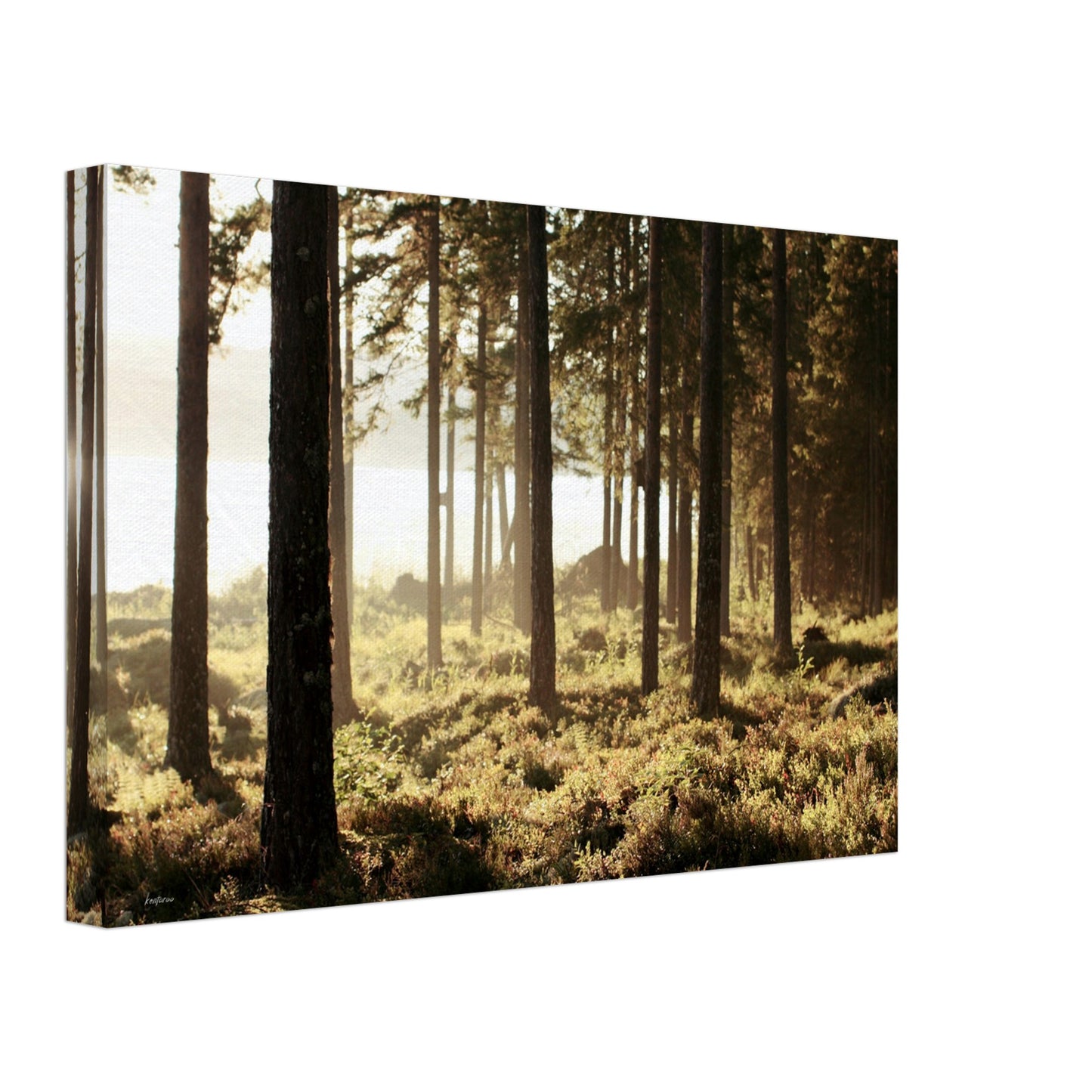 6a7d7a76-c36f-443e-828b-639b146869a4