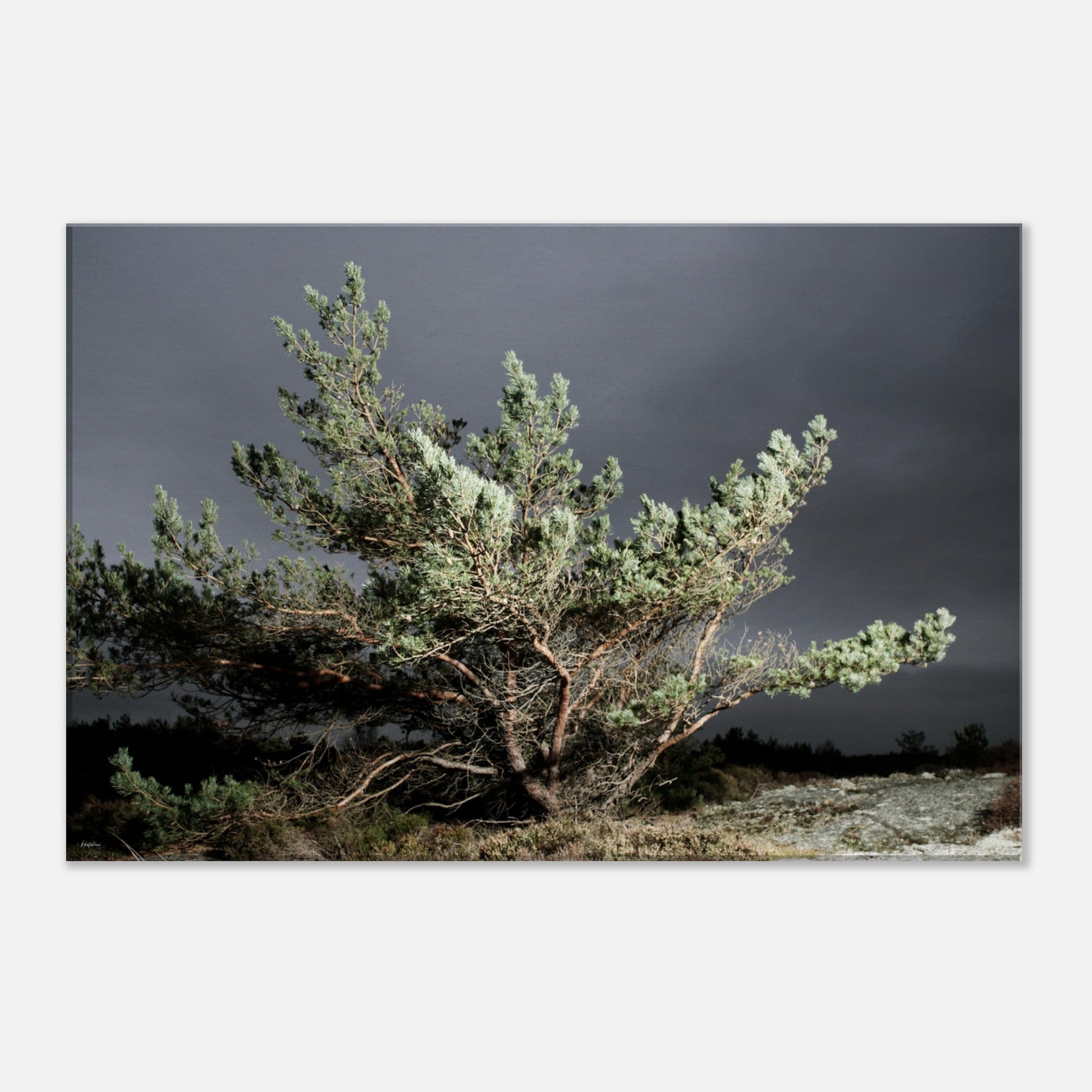 6c5d5cce-7c7b-4949-a998-6afb2bd71879