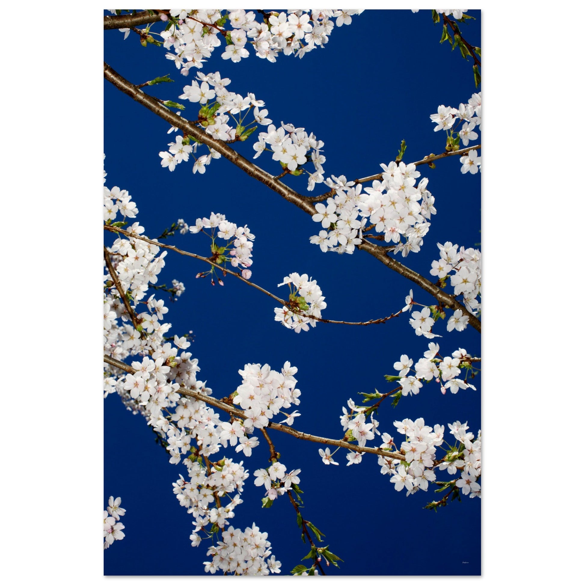 7988299b-0900-4342-bbea-2c184c8be2bc