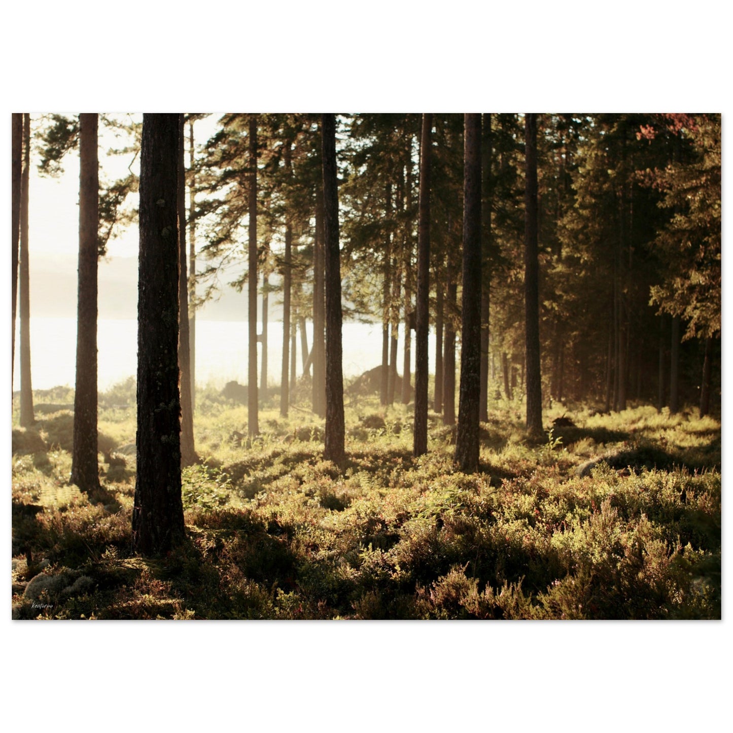 e55d3124-2bc0-4972-bfdd-7d566206646e